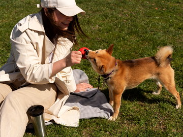 The Ultimate Guide to Travelling in Luxury With Your Dog
