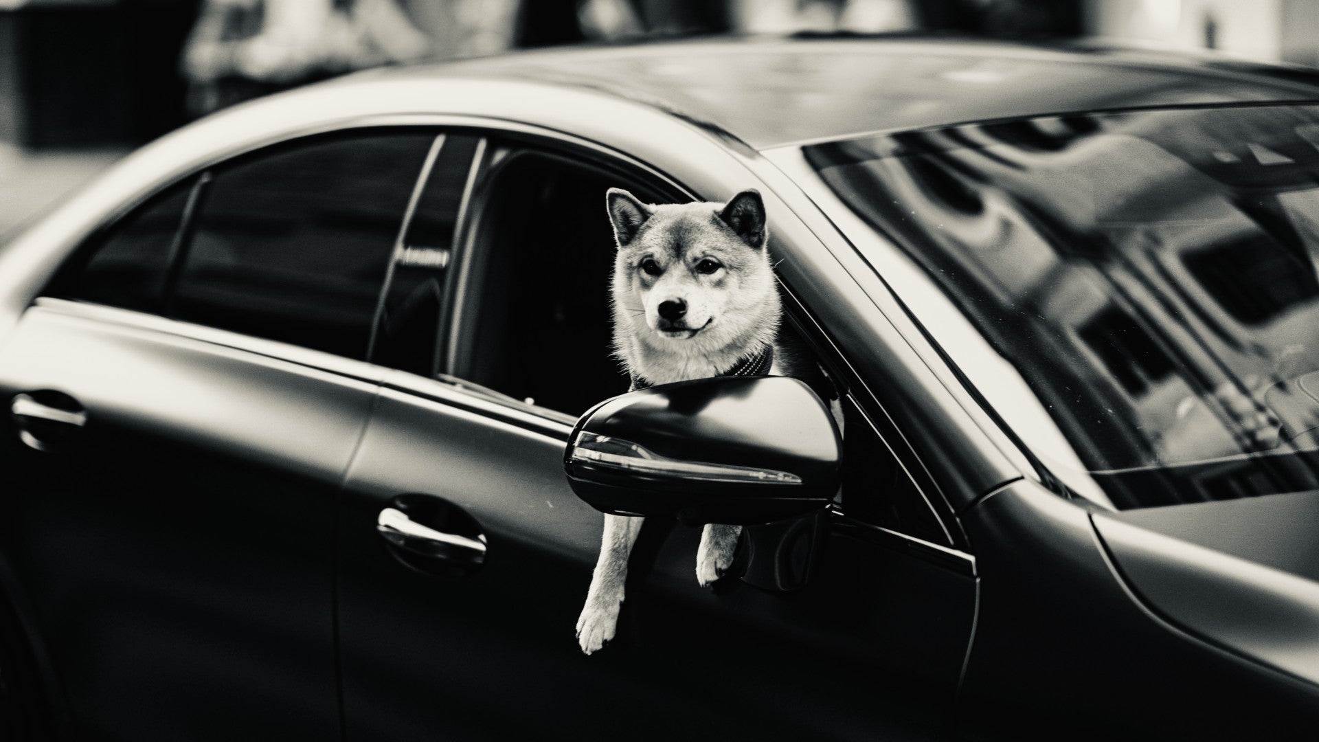 THE ULTIMATE GUIDE TO LUXURY TRAVEL WITH YOUR DOG