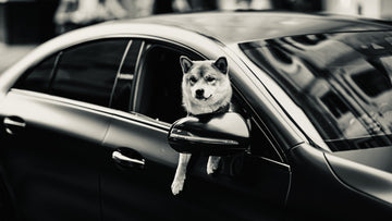 THE ULTIMATE GUIDE TO LUXURY TRAVEL WITH YOUR DOG